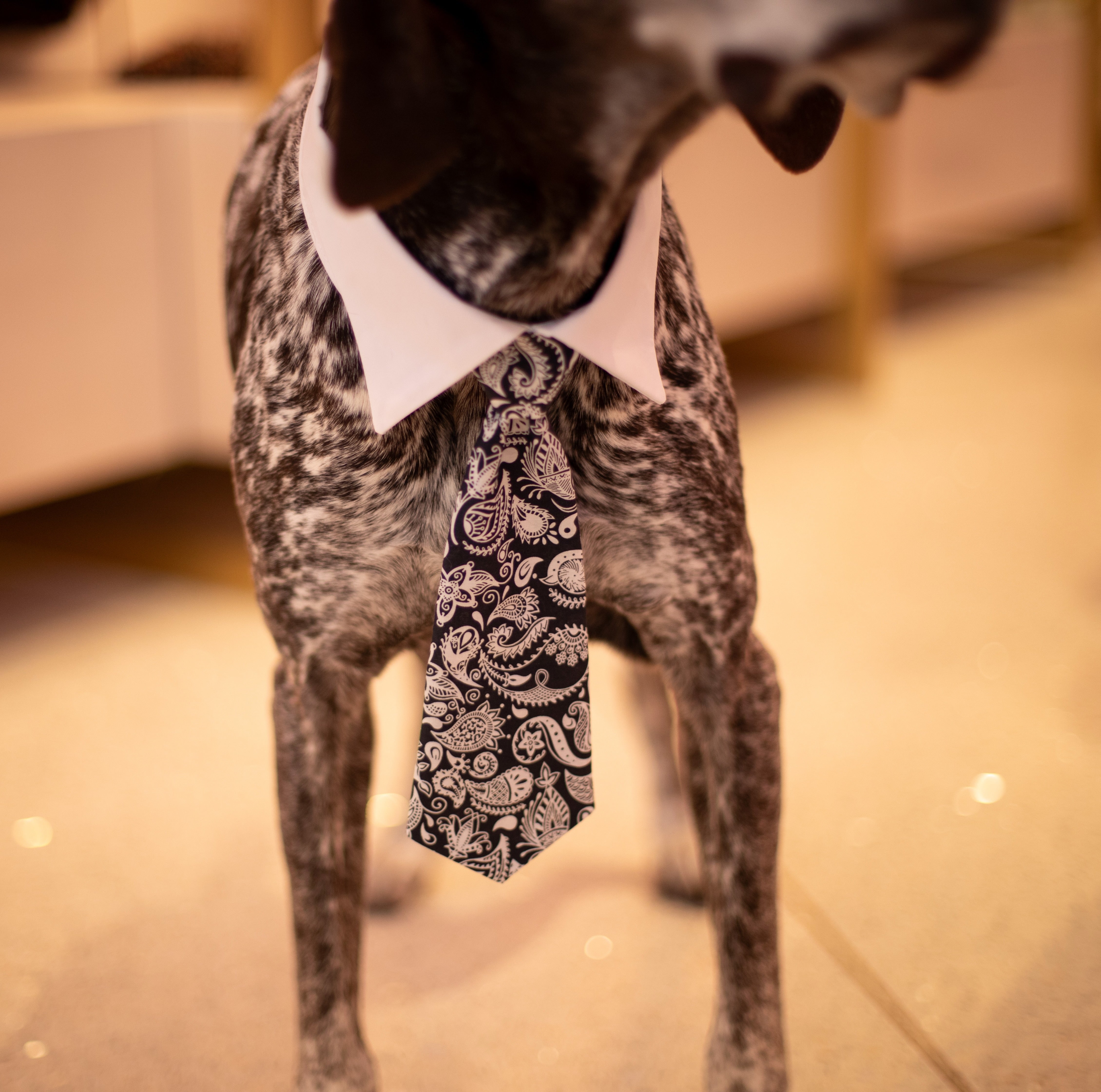 Paisley Tie