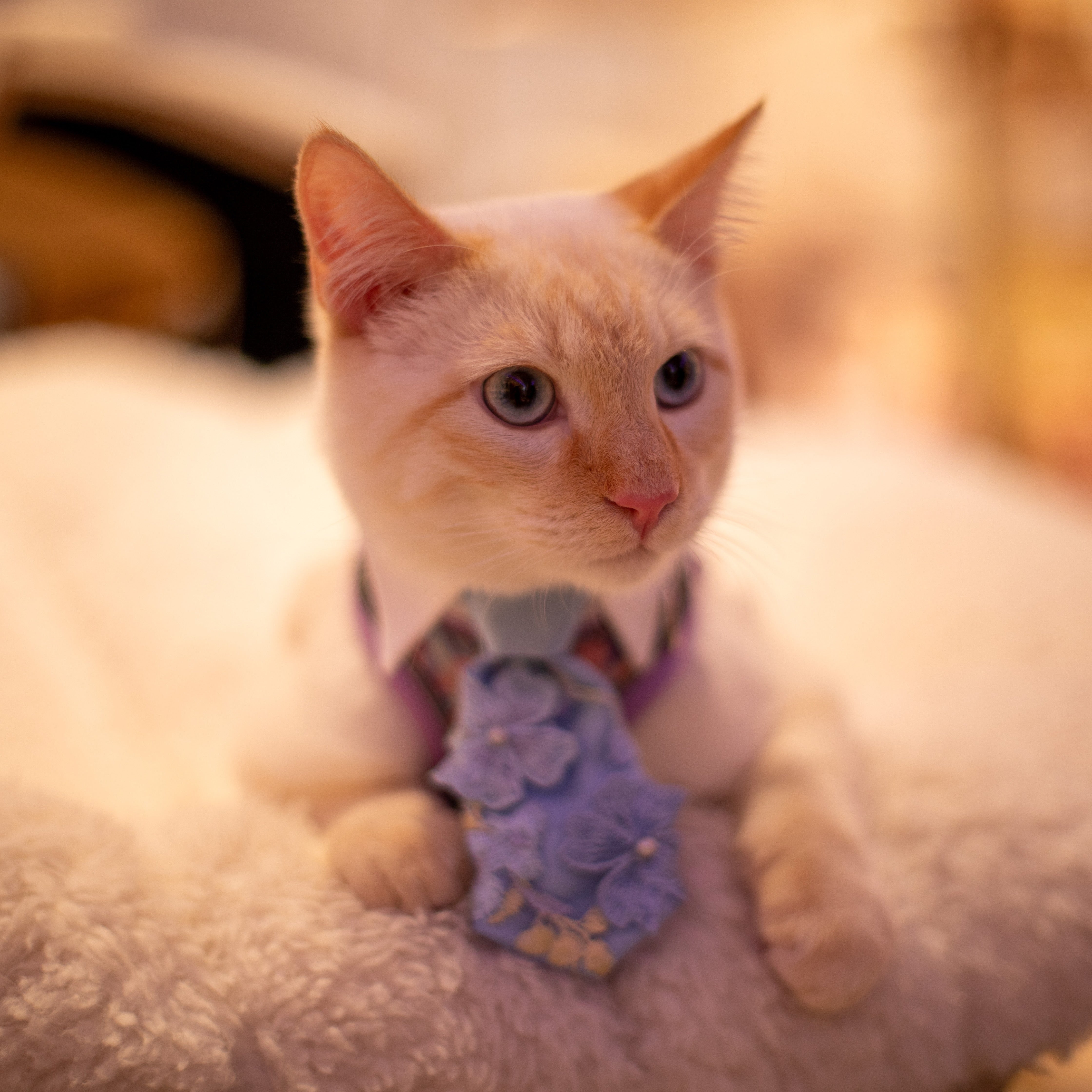 Cat wearing a decorative collar with flowers on a soft surface