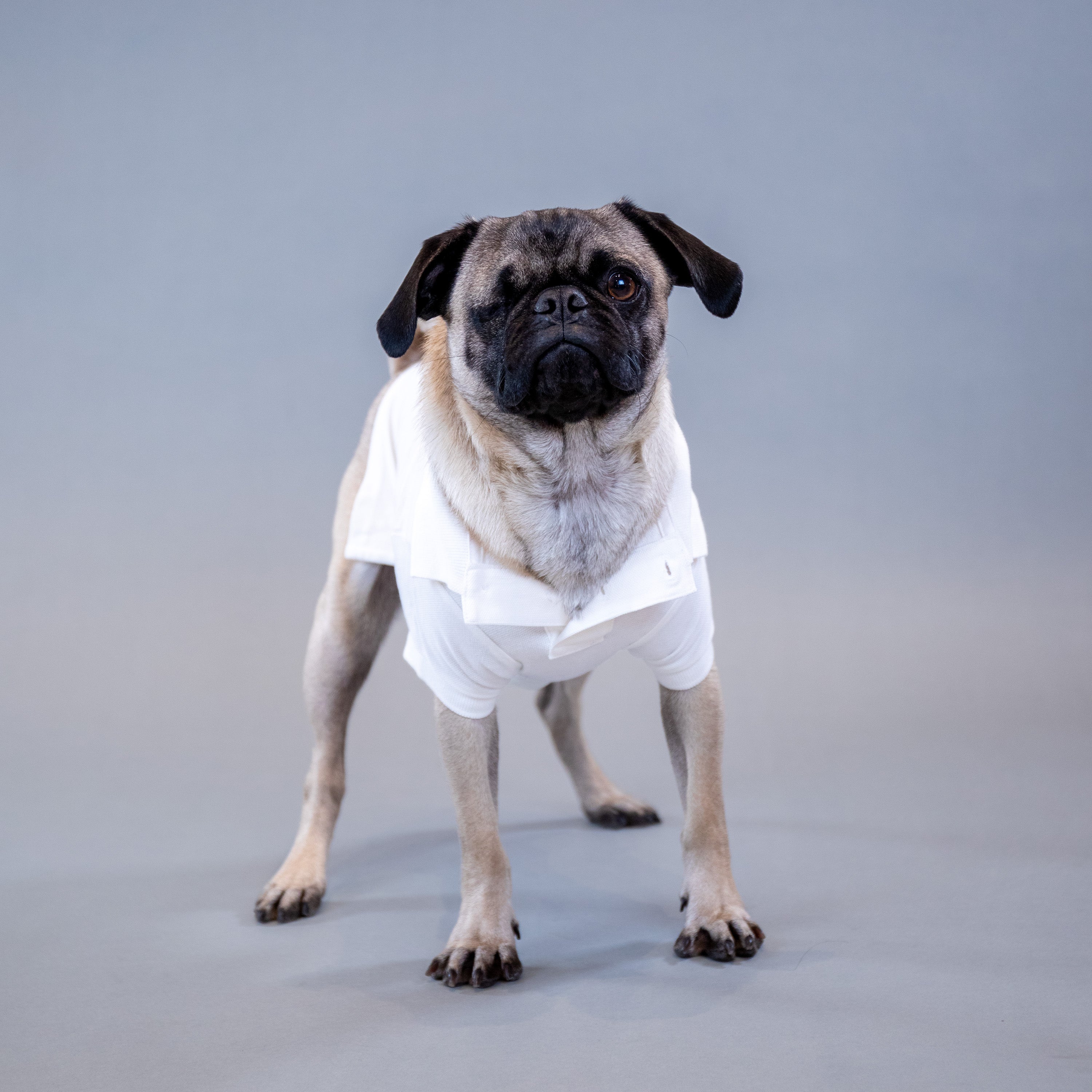 Ralph Lauren Holiday Polo