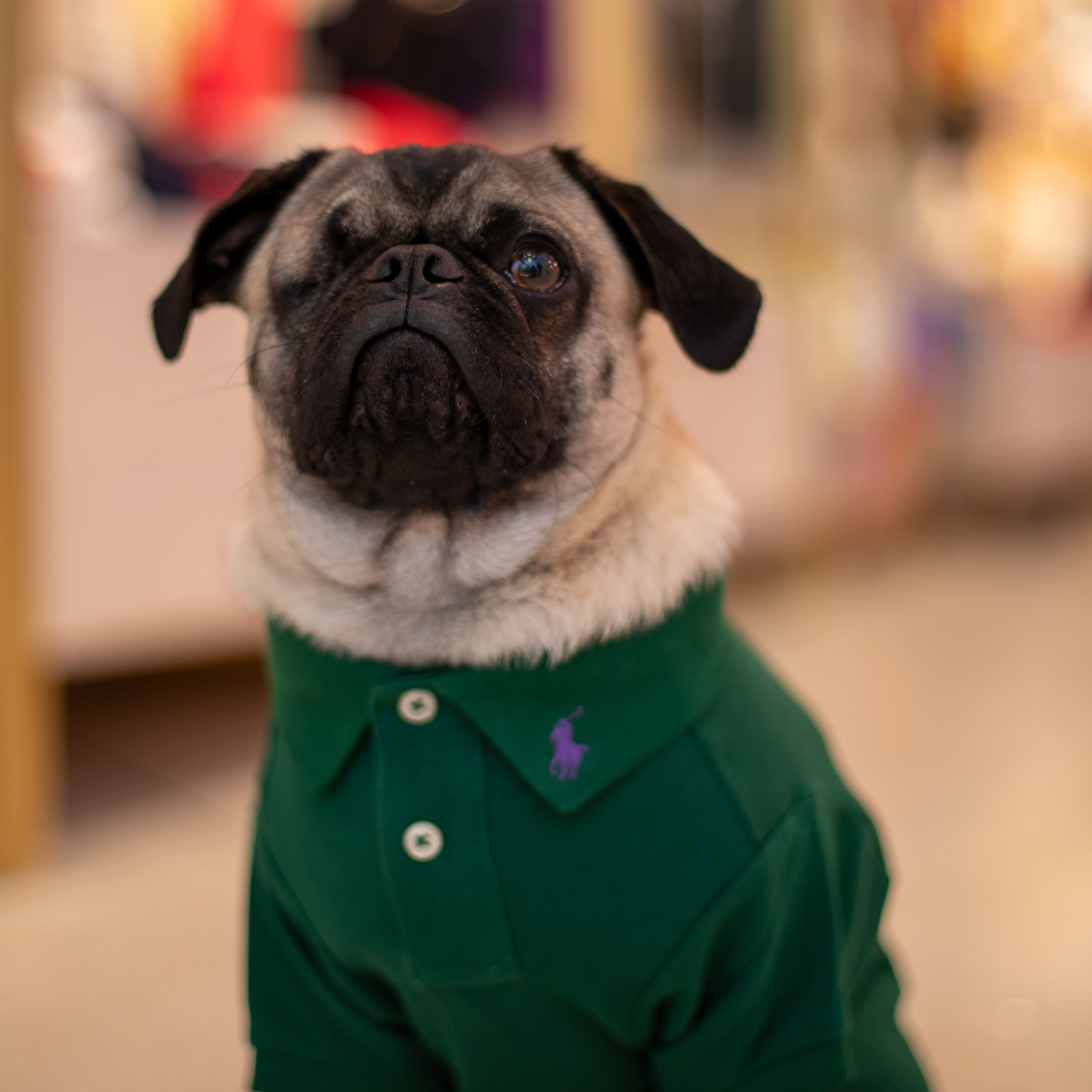 Ralph Lauren Dog Polo