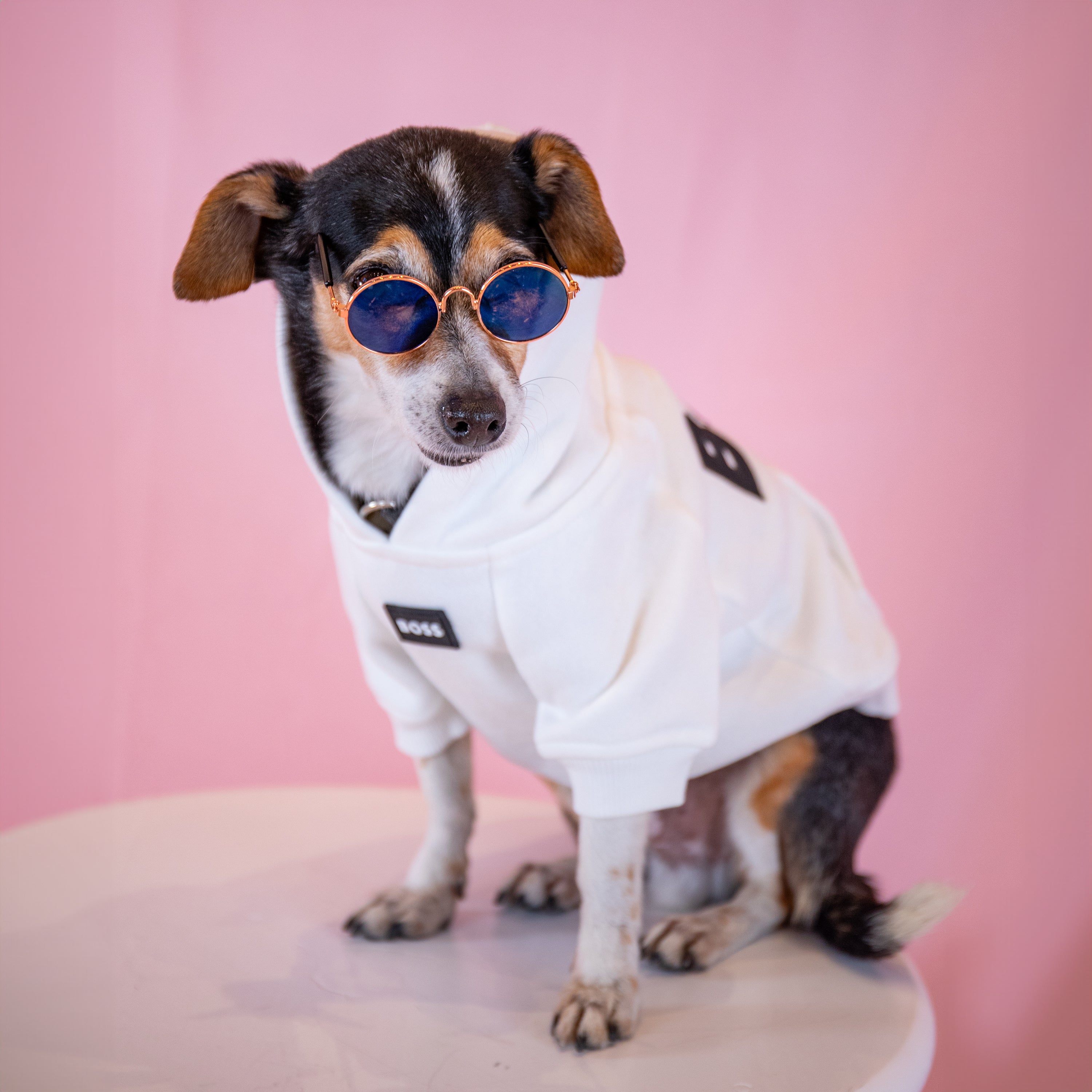 White Hugo Boss hoodie for dogs