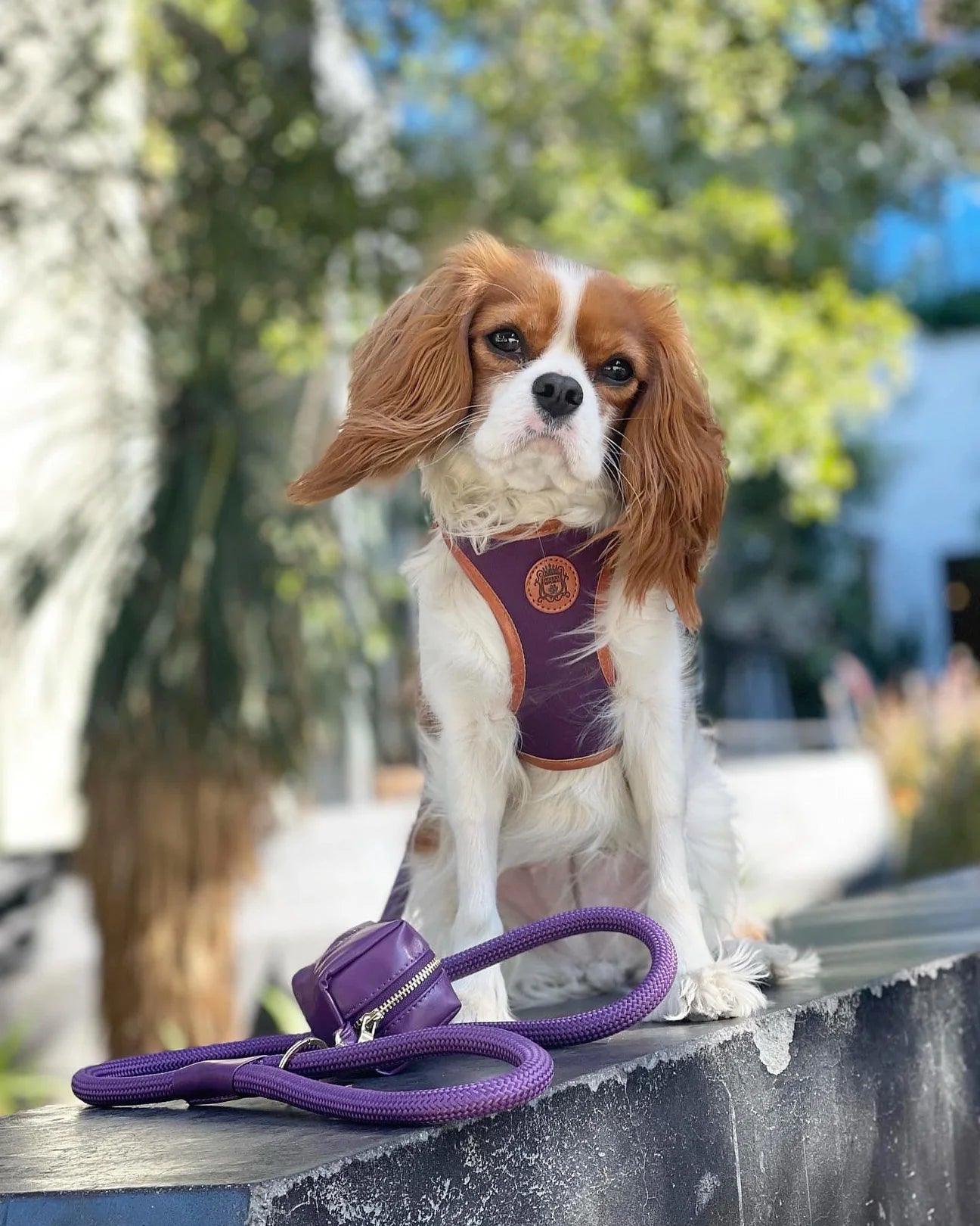 Doggie Republic Classic Leash