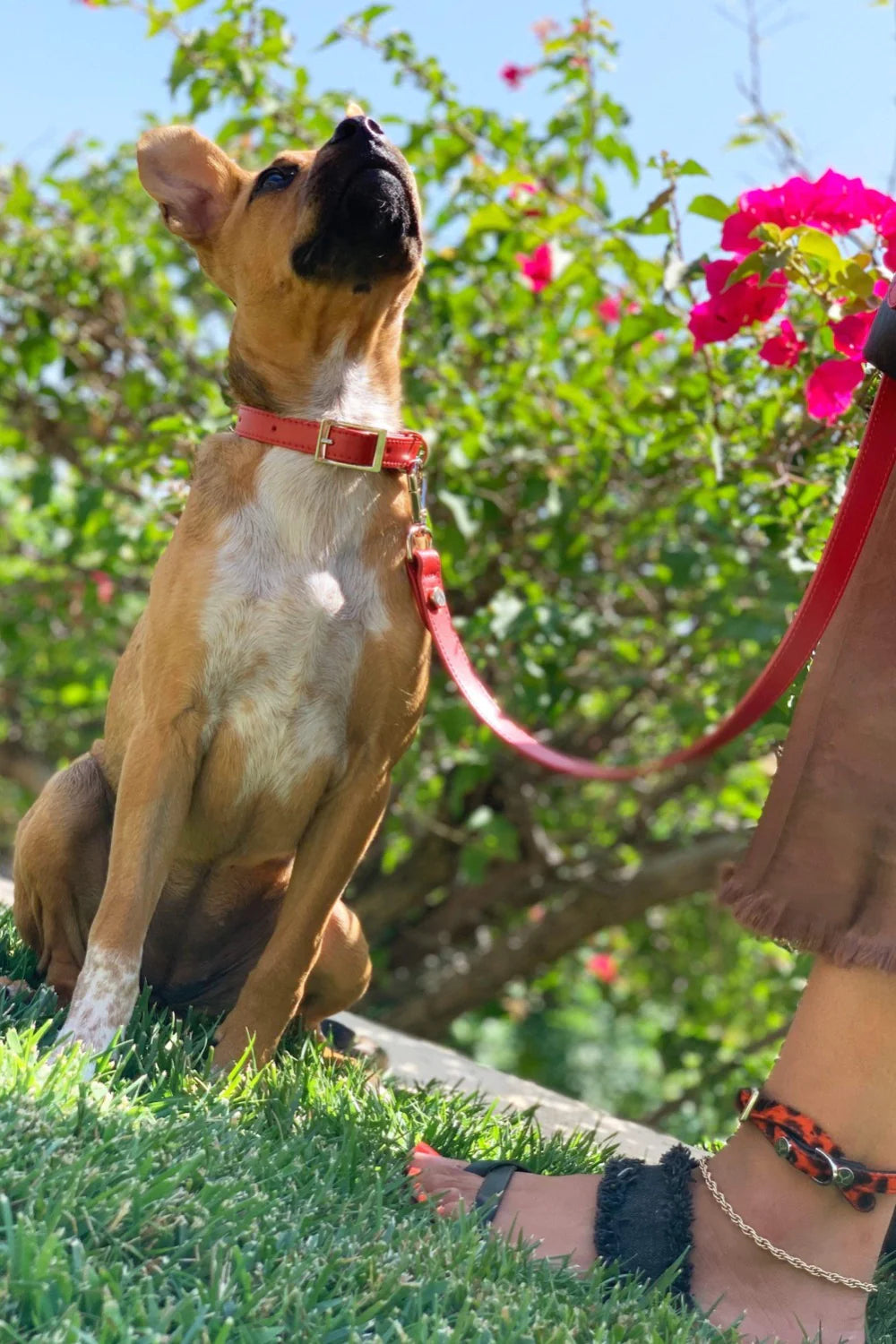 Idyllic Italian Collar