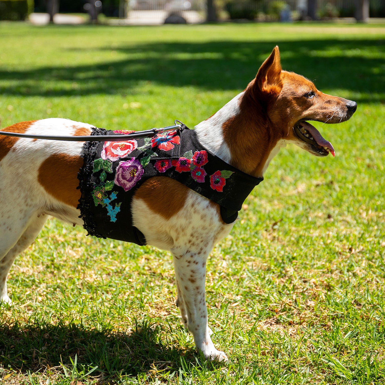 D&G Embroidered Harness