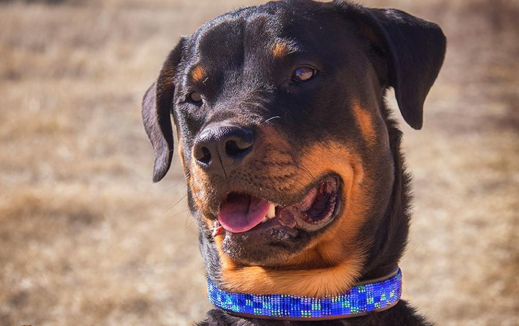 Kenyan Beaded Collars